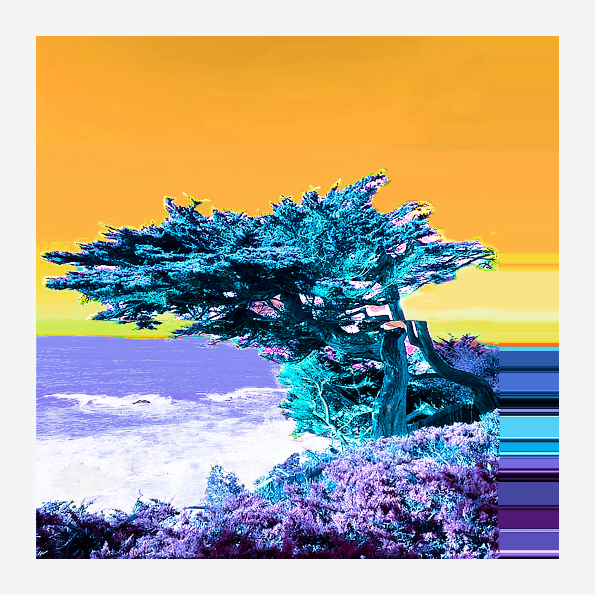 Monterey Cedar - Hover Image